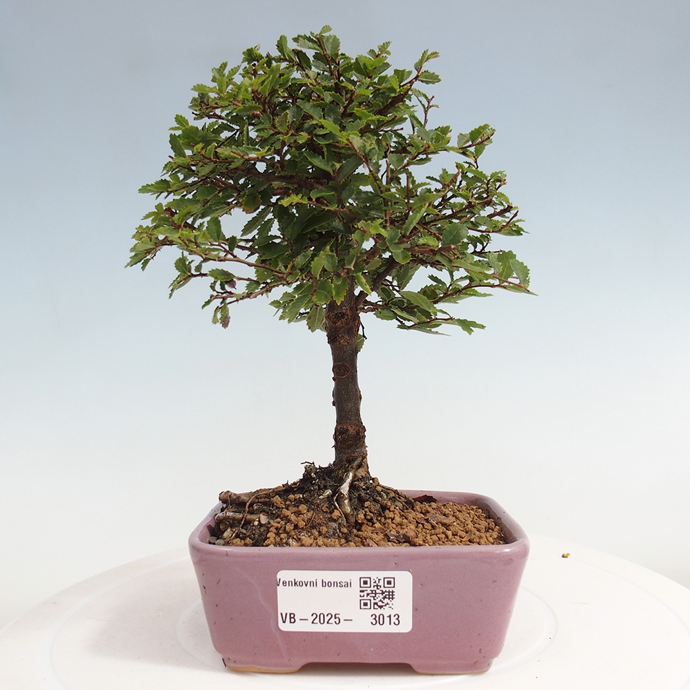 Vonkajší bonsai - Ulmus parvifolia Sagei - Malolistý brest