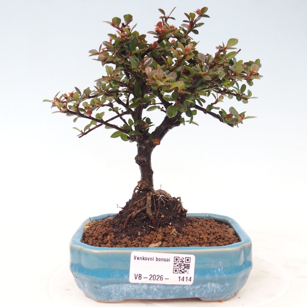 Vonkajšie bonsaje - Cotoneaster horizontalis - Skalnaté hory