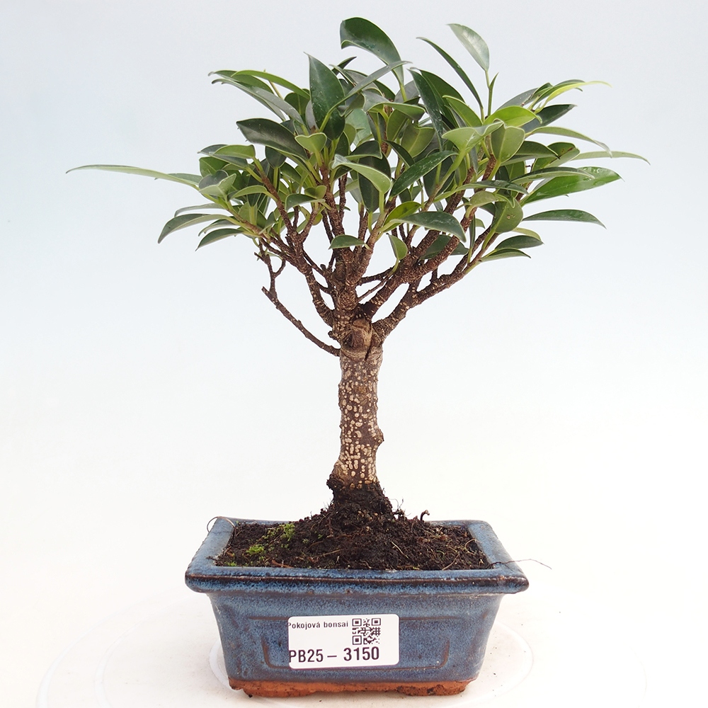 Izbové bonsaje Ficus retusa kimmen