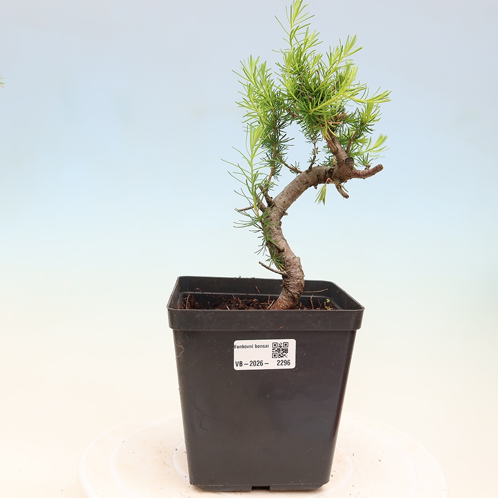 Vonkajšie bonsaje -Larix decidua - Smrekovec