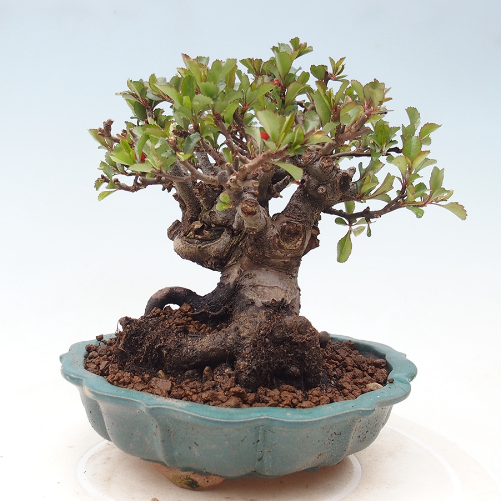Vonkajšie bonsaje - Chaneomeles speciosa - Kdoule