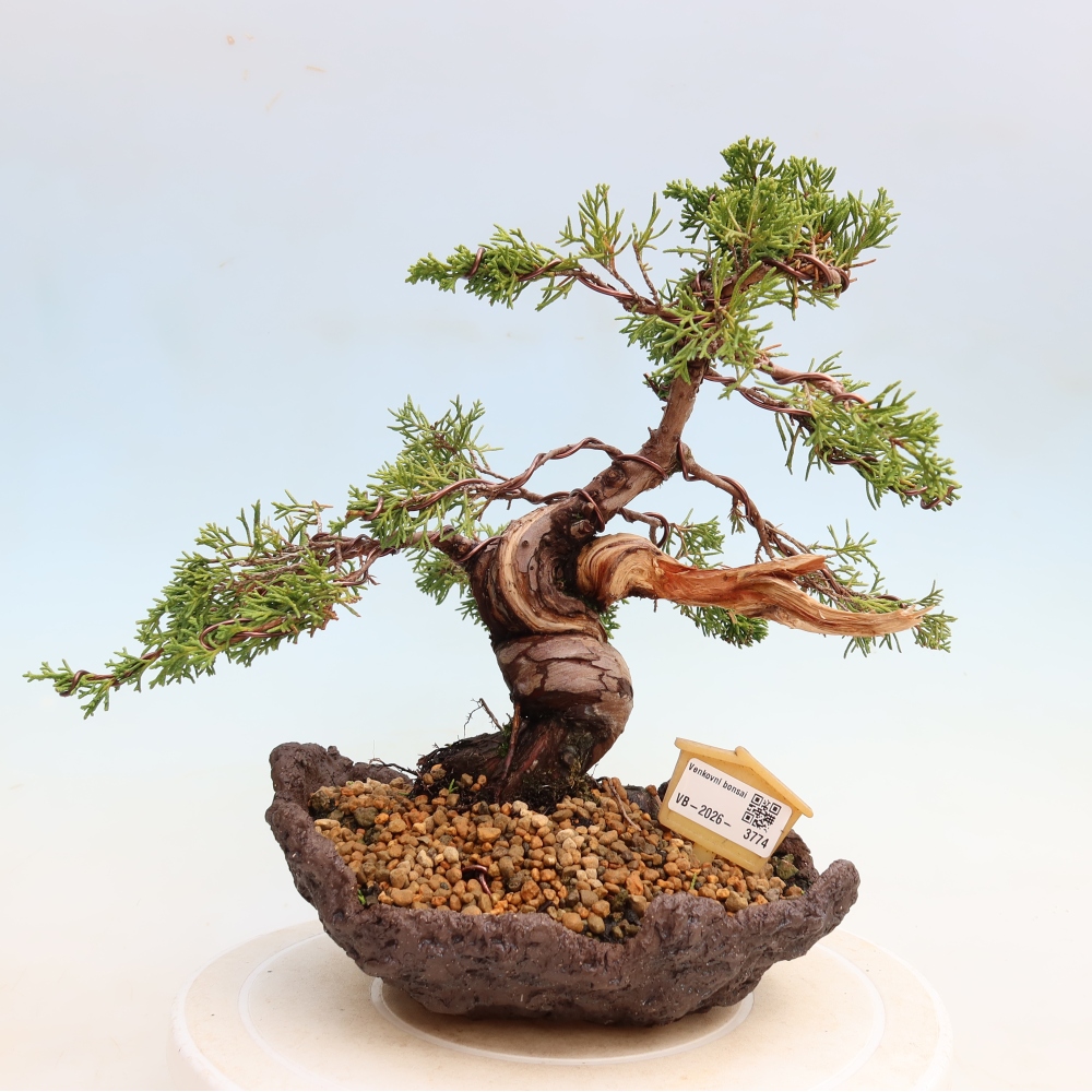 Vonkajší bonsai – Juniperus chinensis Itoigawa – čínsky jalovec