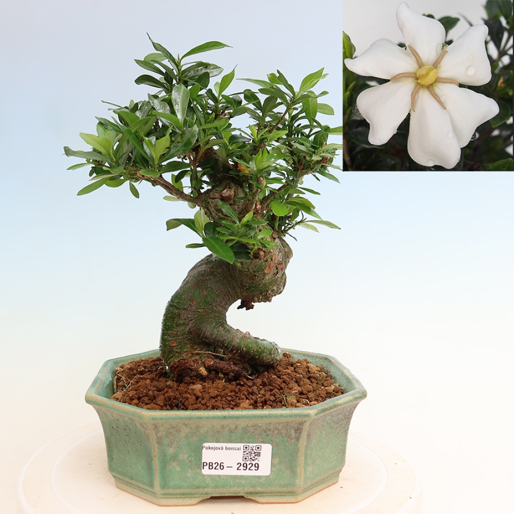 Izba bonsai – Gardenia jasminoides – Gardenia