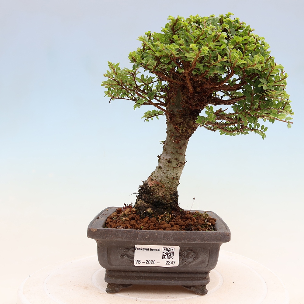 Vonkajší bonsai – Ulmus parvifolia Sagei – javor malolistý
