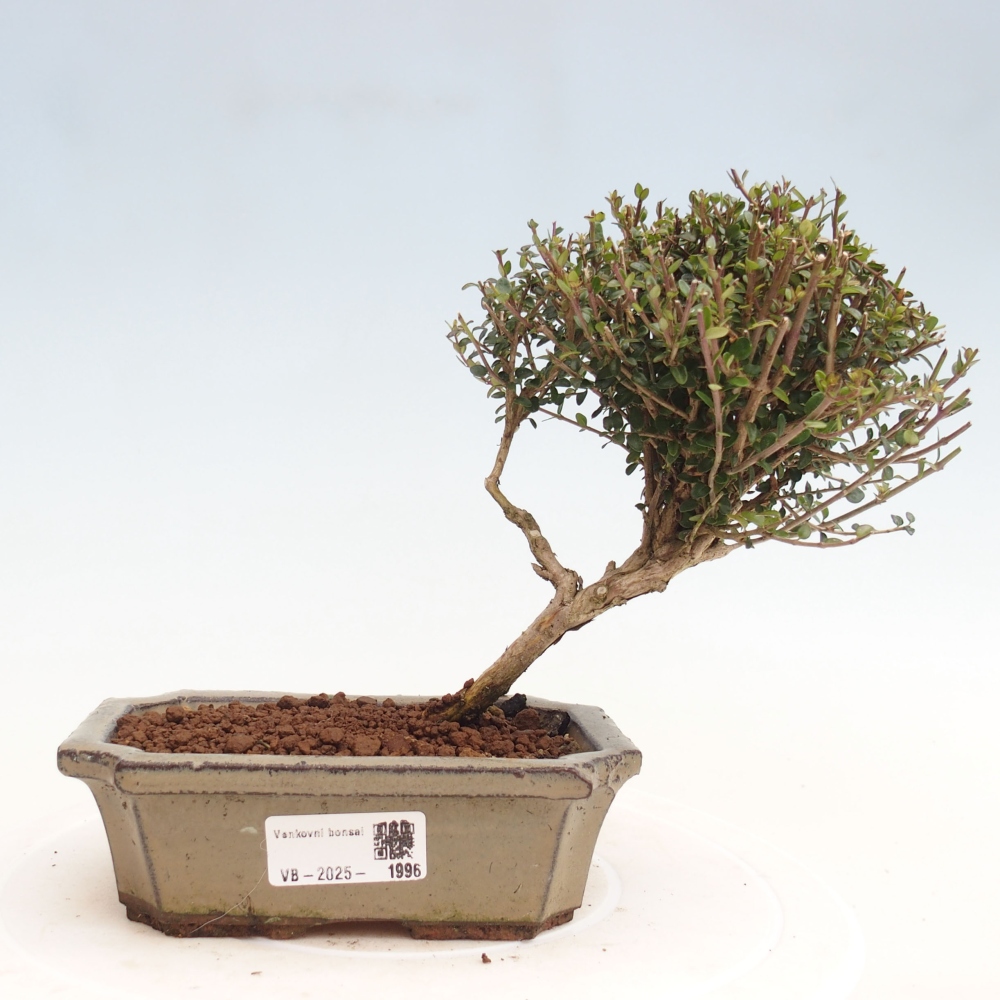 Vonkajší bonsai-Lonicera nitída Twiggy-Zimolez