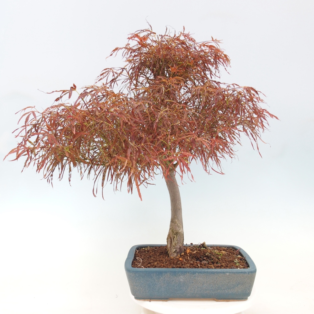 Vonkajší bonsaj - Acer palmatum RED PYGMY