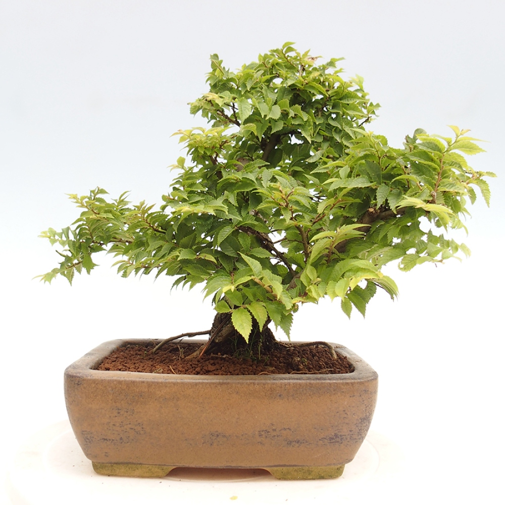 Vonkajší bonsai - Ulmus parvifolia  - Malolistý brest
