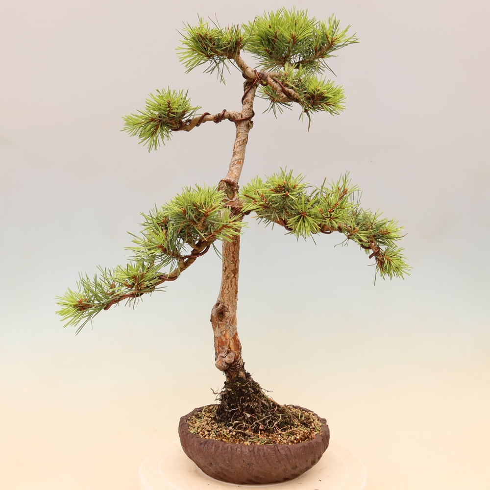 Vonkajšie bonsaje – Pinus Sylvestris Watererri – borovica lesná