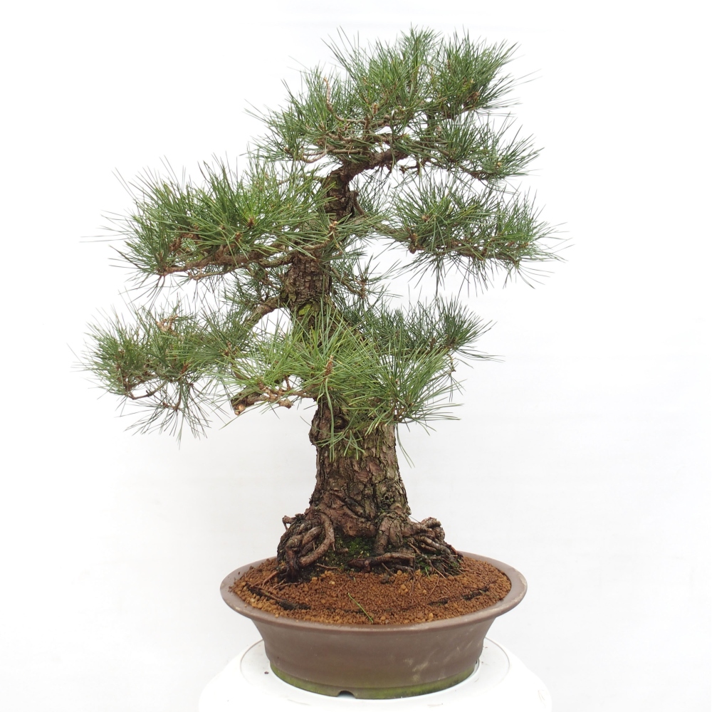 Vonkajšie bonsai - Pinus thunbergii - Borovica thunbergova