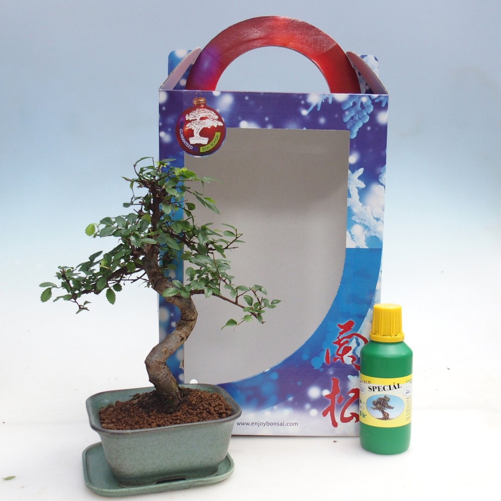 Ulmus parvifolia - brest čínsky