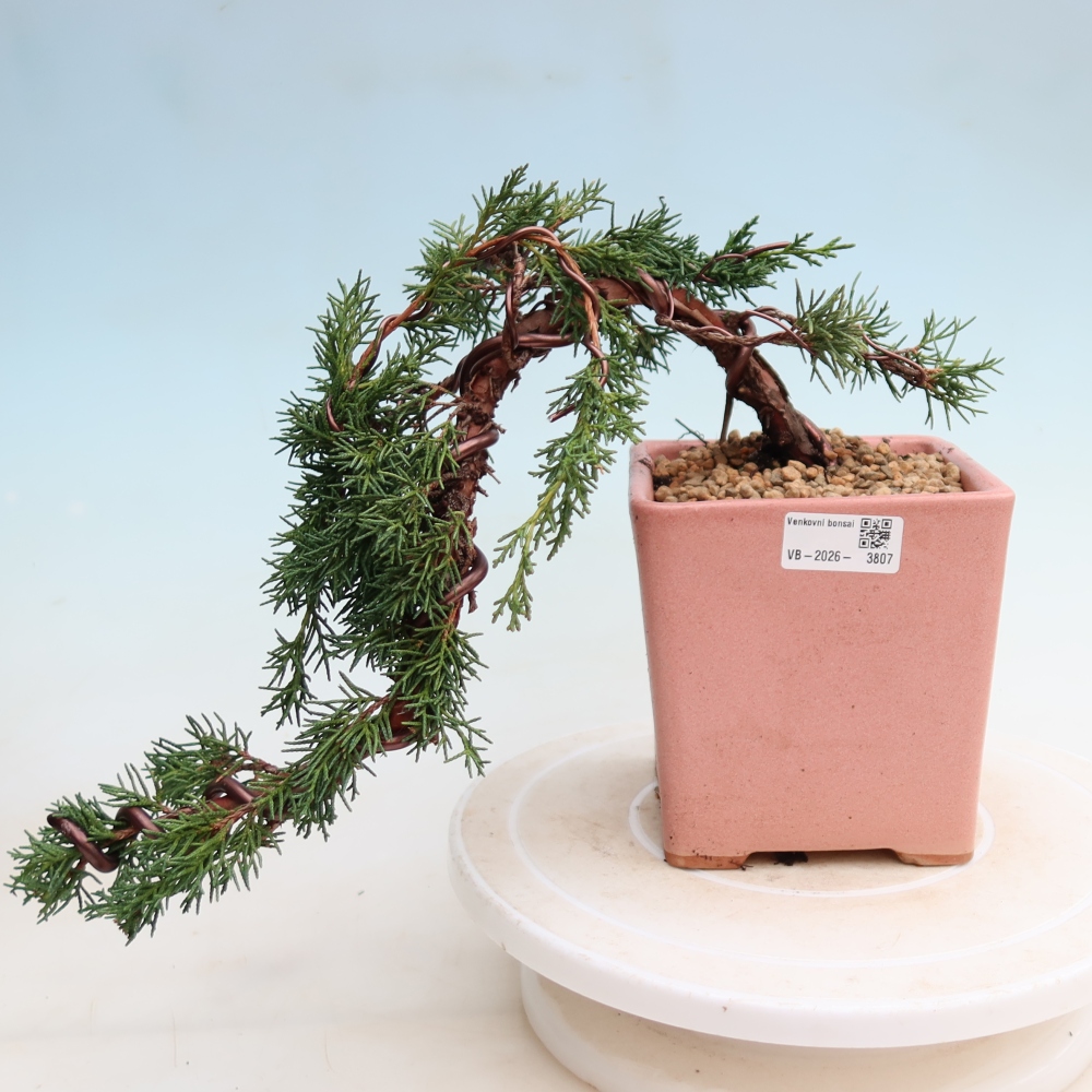 Vonkajší bonsaj - Juniperus chinensis Kishu