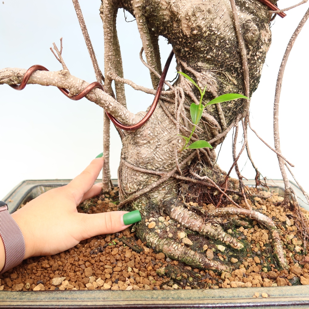 Izbové bonsaje - Ficus kimmen - drobnolistý fikus