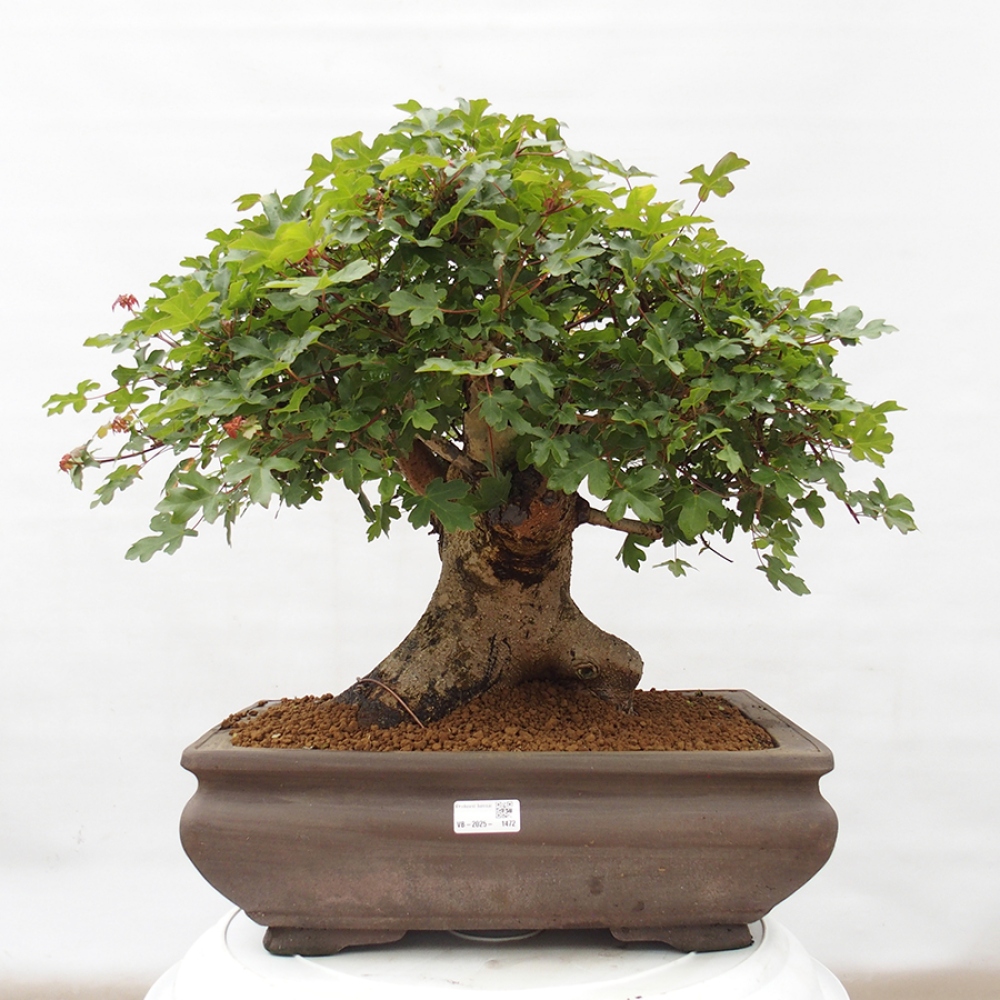Vonkajší bonsai - Javor Francúzsky - Acer Nonspessulanum
