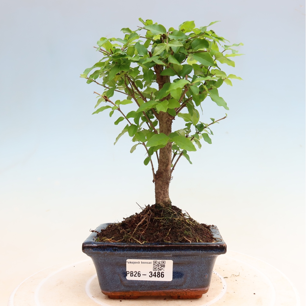 Izbový bonsaj -Ligustrum chinensis - Vtáčí zobák