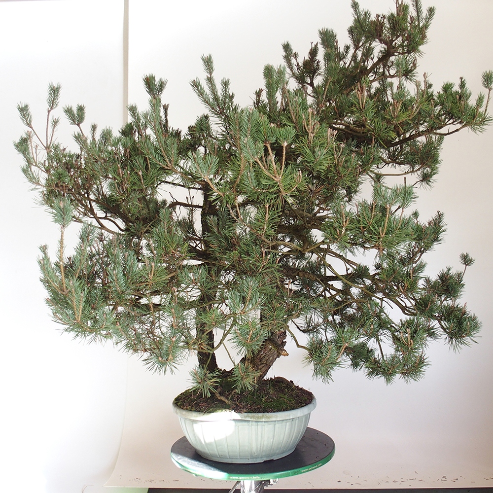 Yamadori - Pinus sylvestris Španielsko