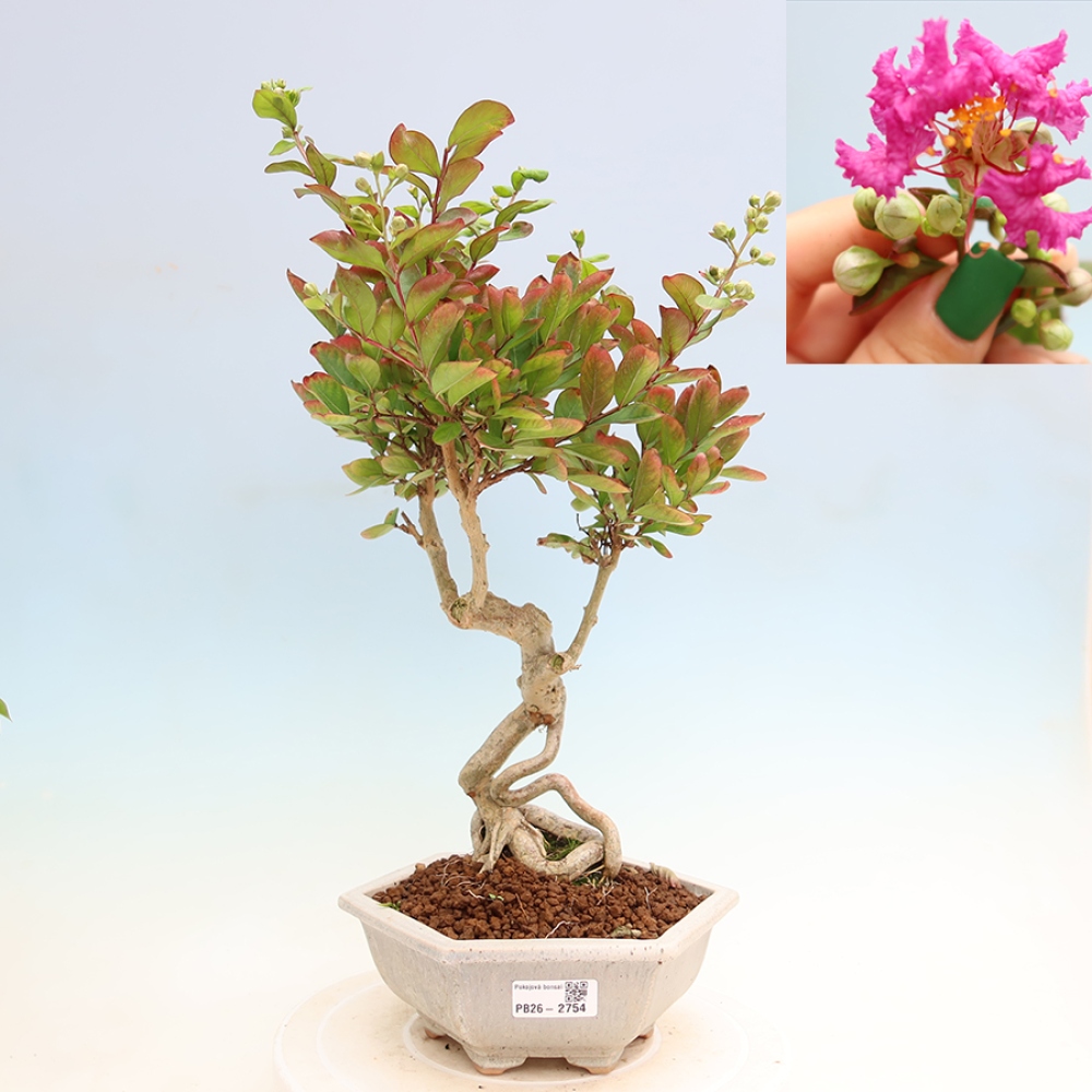 Izba bonsai – Lagerstroemia indica – indický orgován