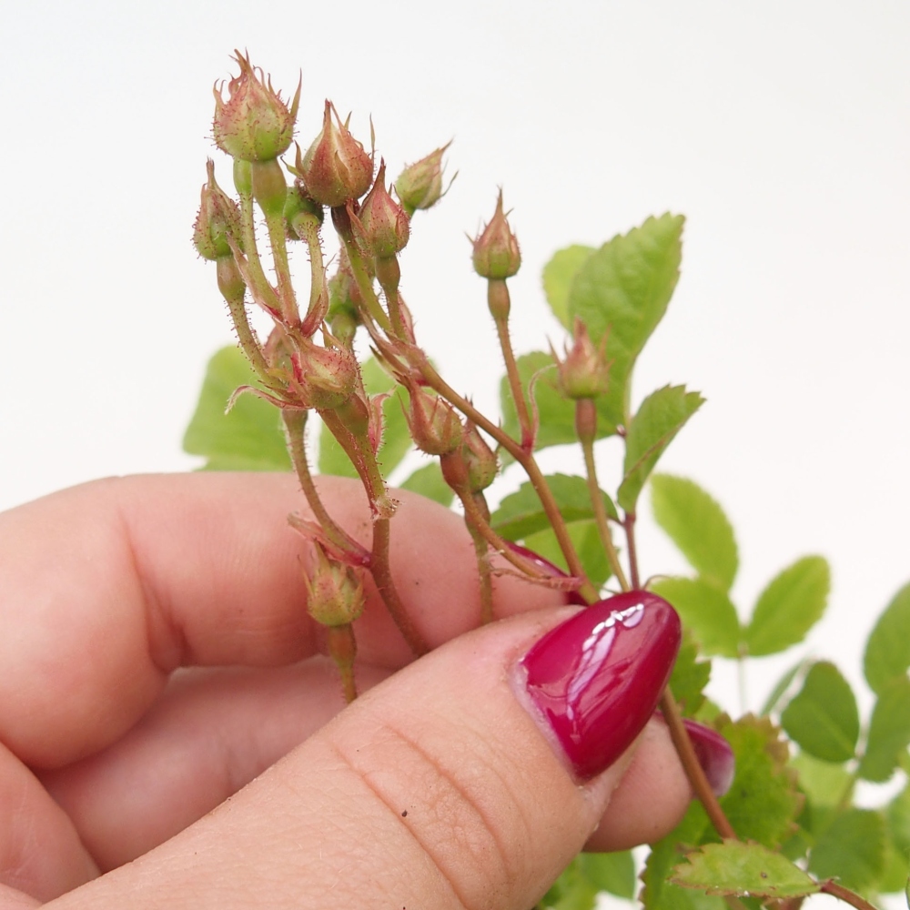 Vonkajší bonsai - Rosa sp. - malokvetá ruža