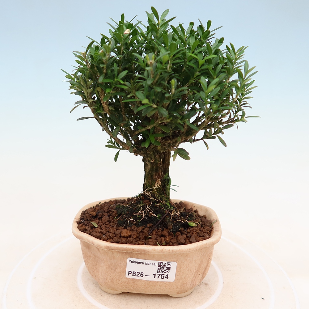 Izbové bonsaje - Buxus harlandii - korkový buxus