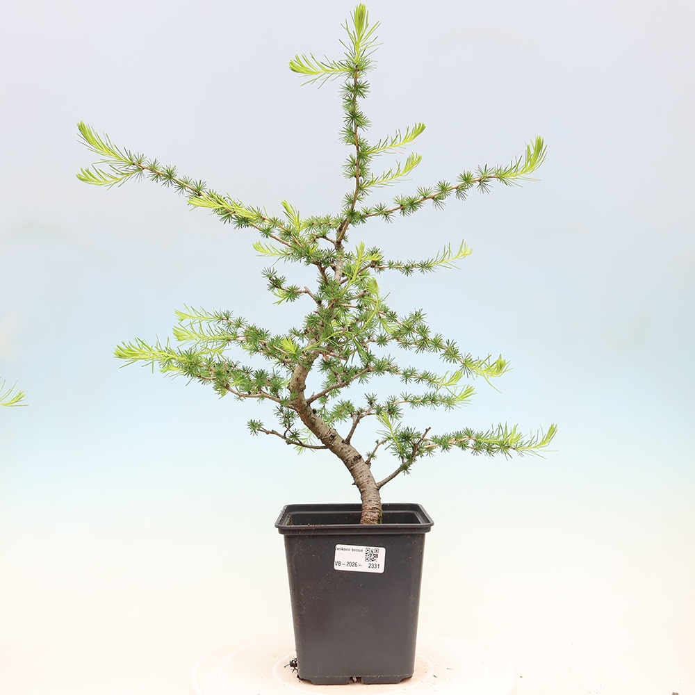 Vonkajšie bonsaje -Larix decidua - Smrekovec