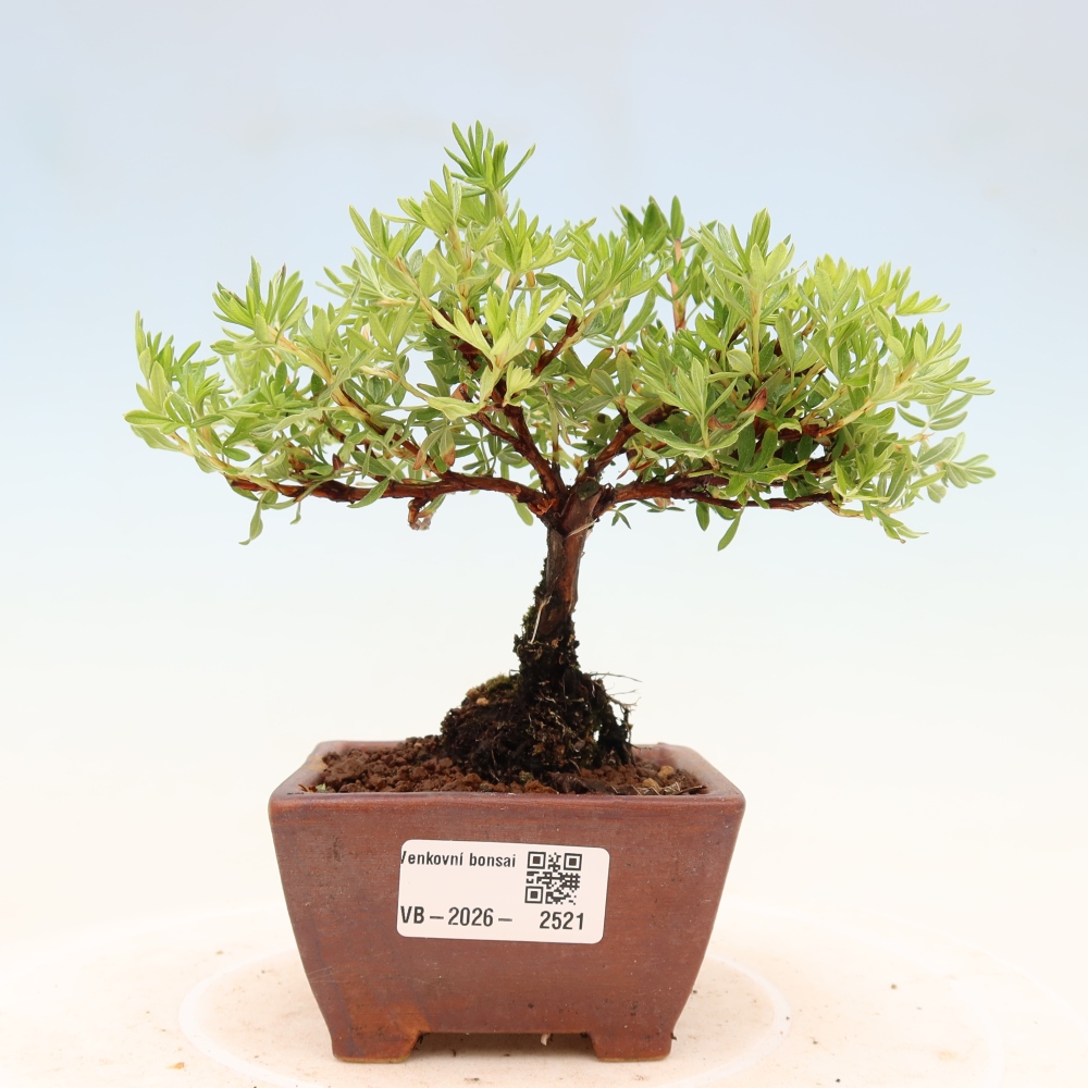 Vonkajšie bonsaje - Potentila fruticosa