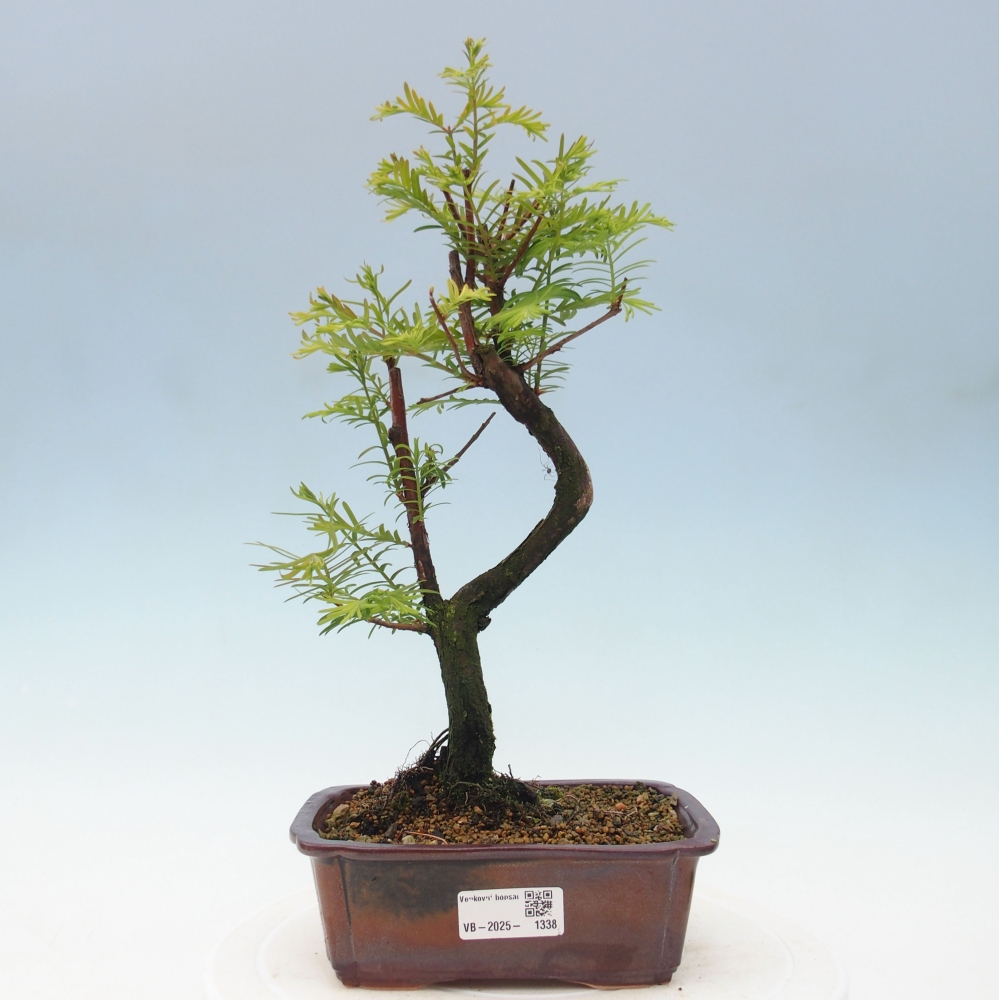 Vonkajšie bonsai - Metasequoia glyptostroboides - Metasekvoja Čínska