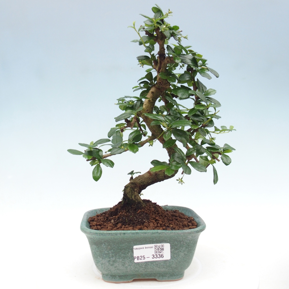 Izbová bonsai - Carmona macrophylla - Čaj fuki