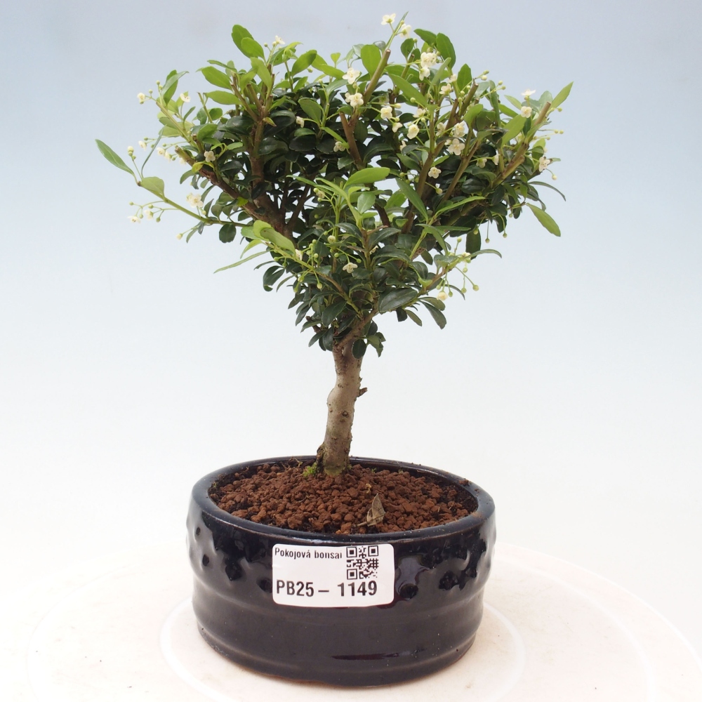 Izbová bonsai - Ilex crenata - Cezmína