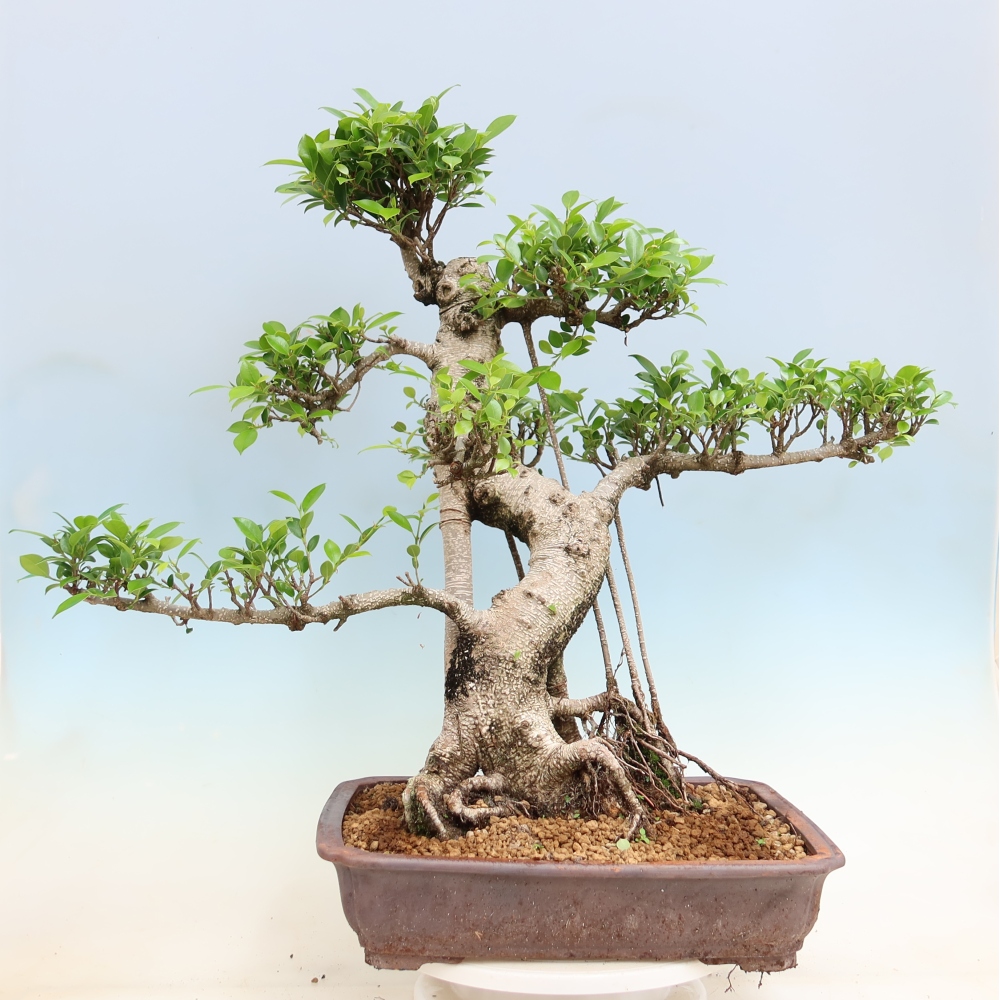 Izbové bonsaje - Ficus kimmen - drobnolistý fikus