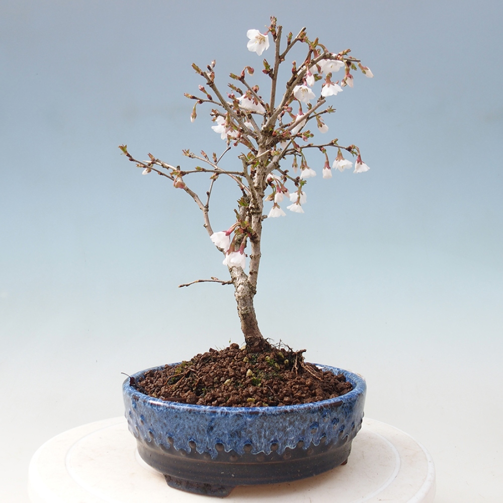 Vonkajší bonsai - Prunus incisa Kojou-no mai-Slivoň vyrezaná