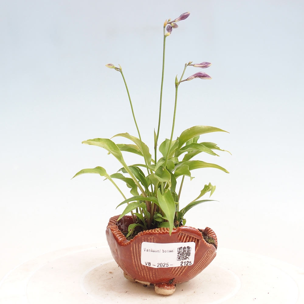 Vonkajšie bonsai - Mini Hosta - Bohyška