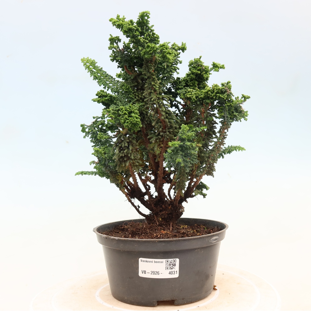Vonkajší bonsaj - Cham. obtusa SEKKA HINOKI - Cypruštek