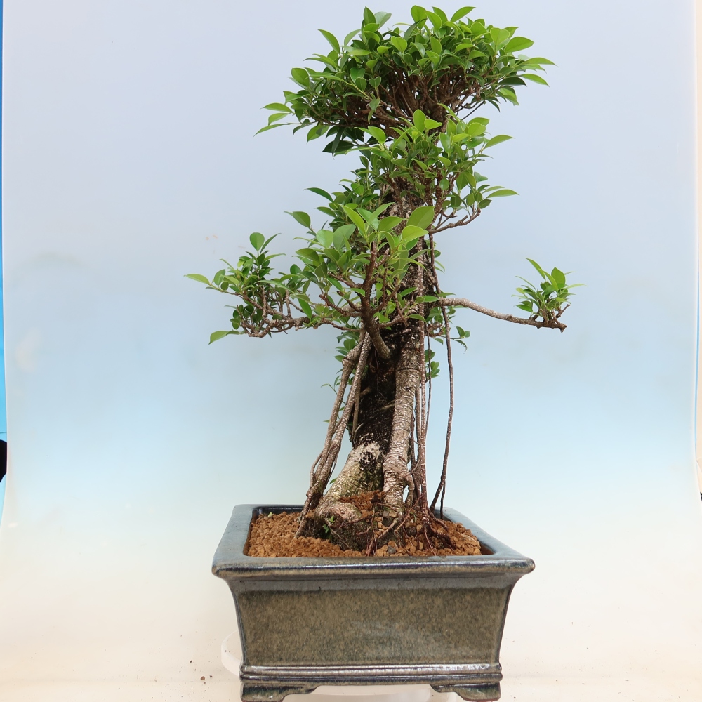 Izbové bonsaje - Ficus kimmen - drobnolistý fikus