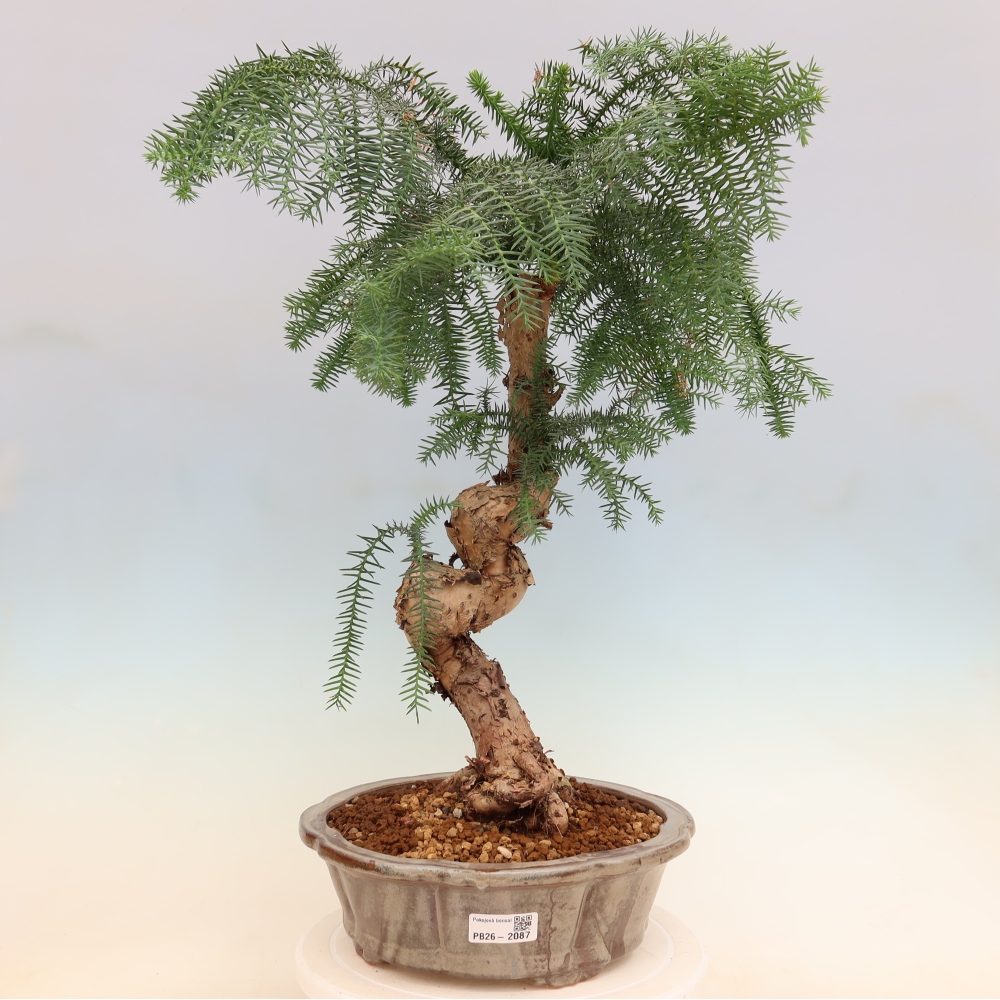 Izba bonsai – Araukária – izba smreček