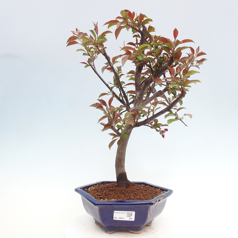 Vonkajší bonsai -Malus domestica - Maloplodá jabloň červenolistá