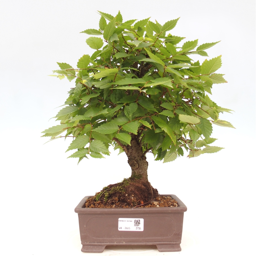 Vonkajšie bonsai - Zelkova - Zelkova serrata