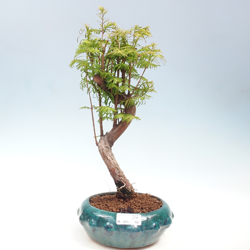 Vonkajšie bonsai - Metasequoia glyptostroboides - Metasekvoja Čínska