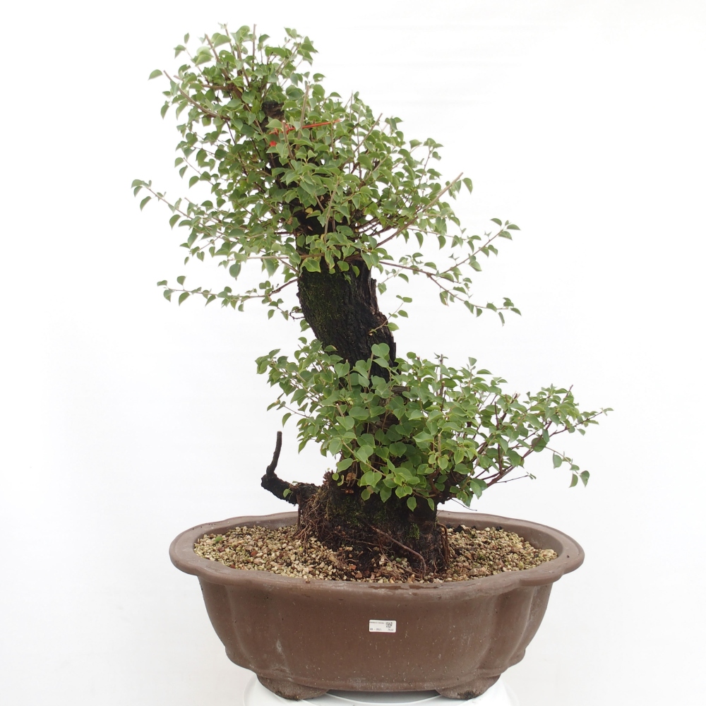 Vonkajšie bonsai - Mahalebka - Prunus mahalieb