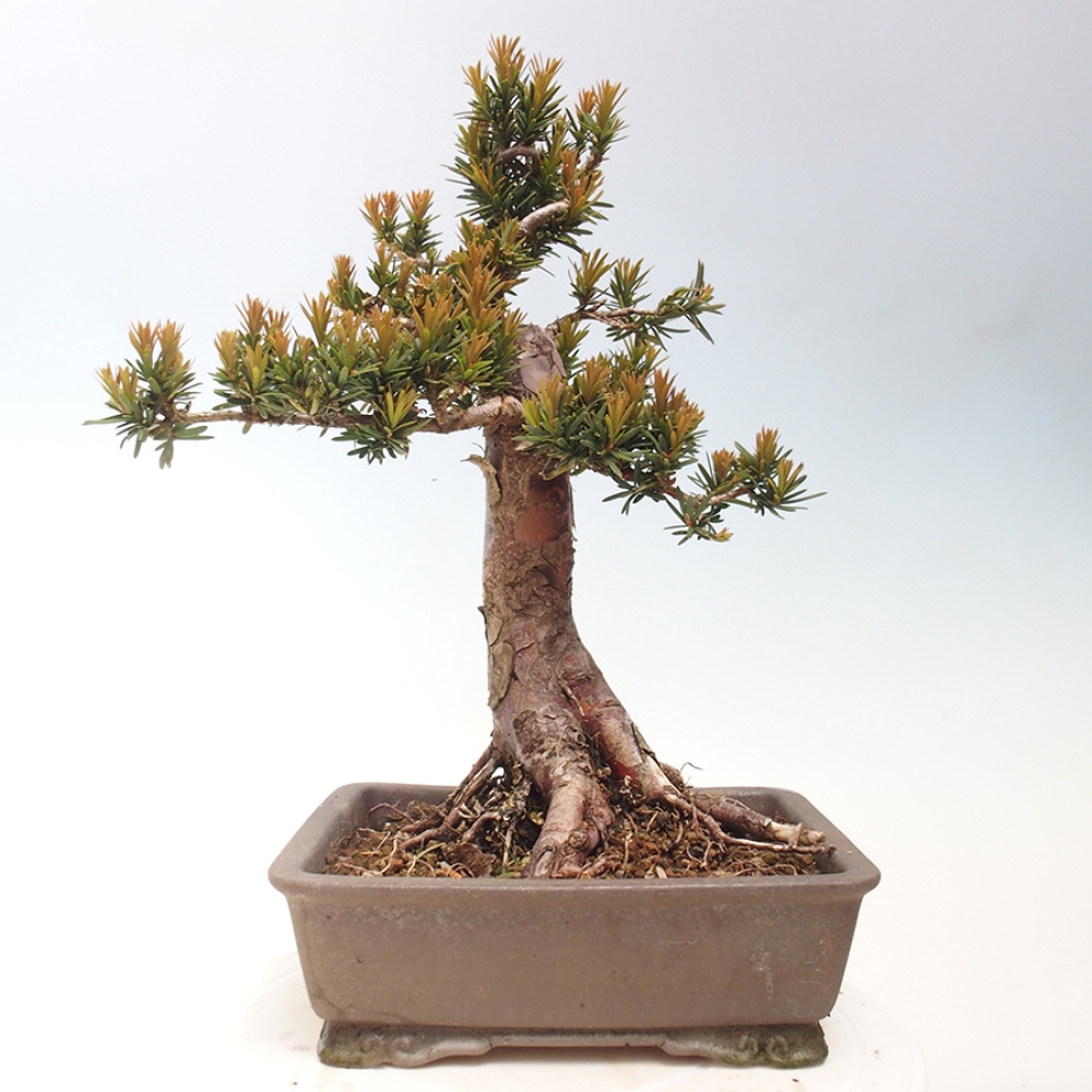Vonkajší bonsai - Taxus cuspidata - Tis japonský