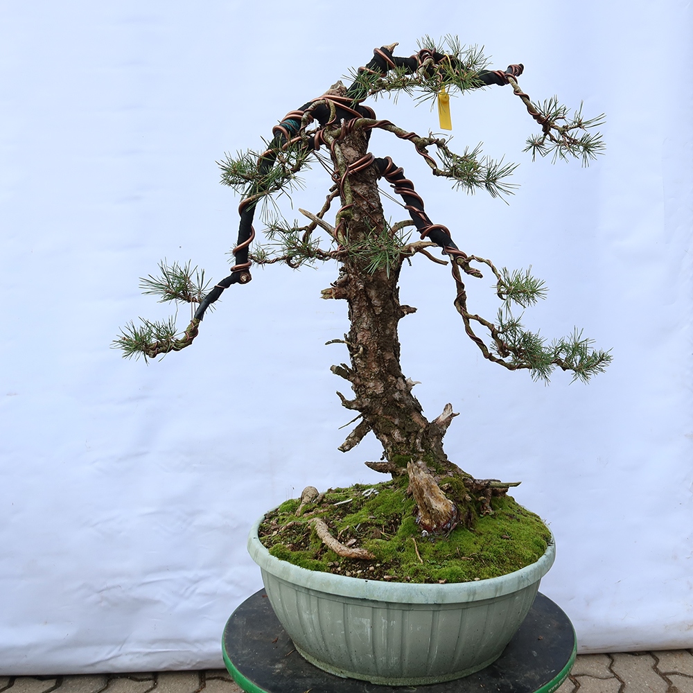Pinus sylvestris Španielsko – borovica lesná