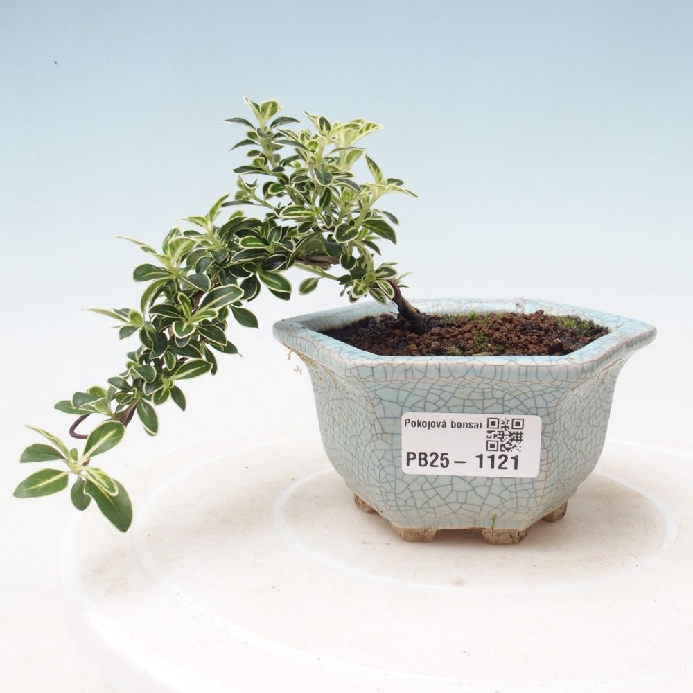 Izbová bonsai - Serissa foetida Variegata - Strom tisíce hviezd