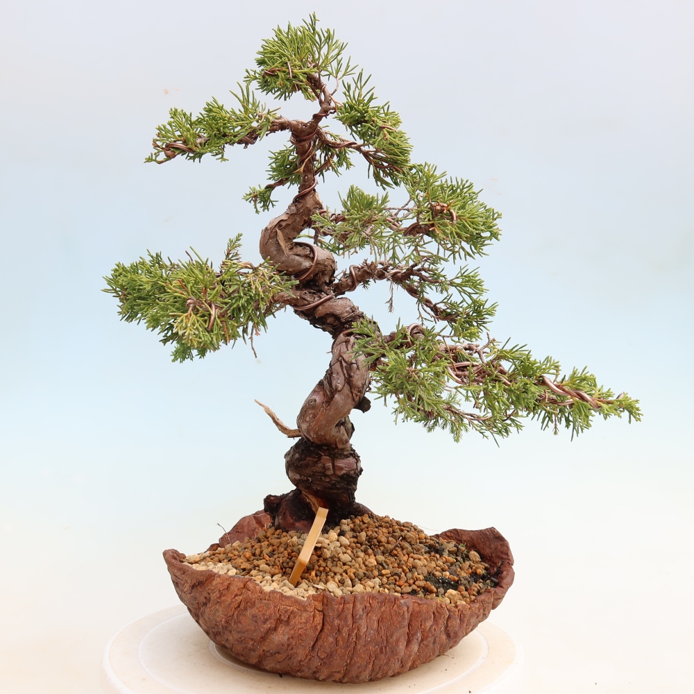 Vonkajší bonsai – Juniperus chinensis Itoigawa – čínsky jalovec