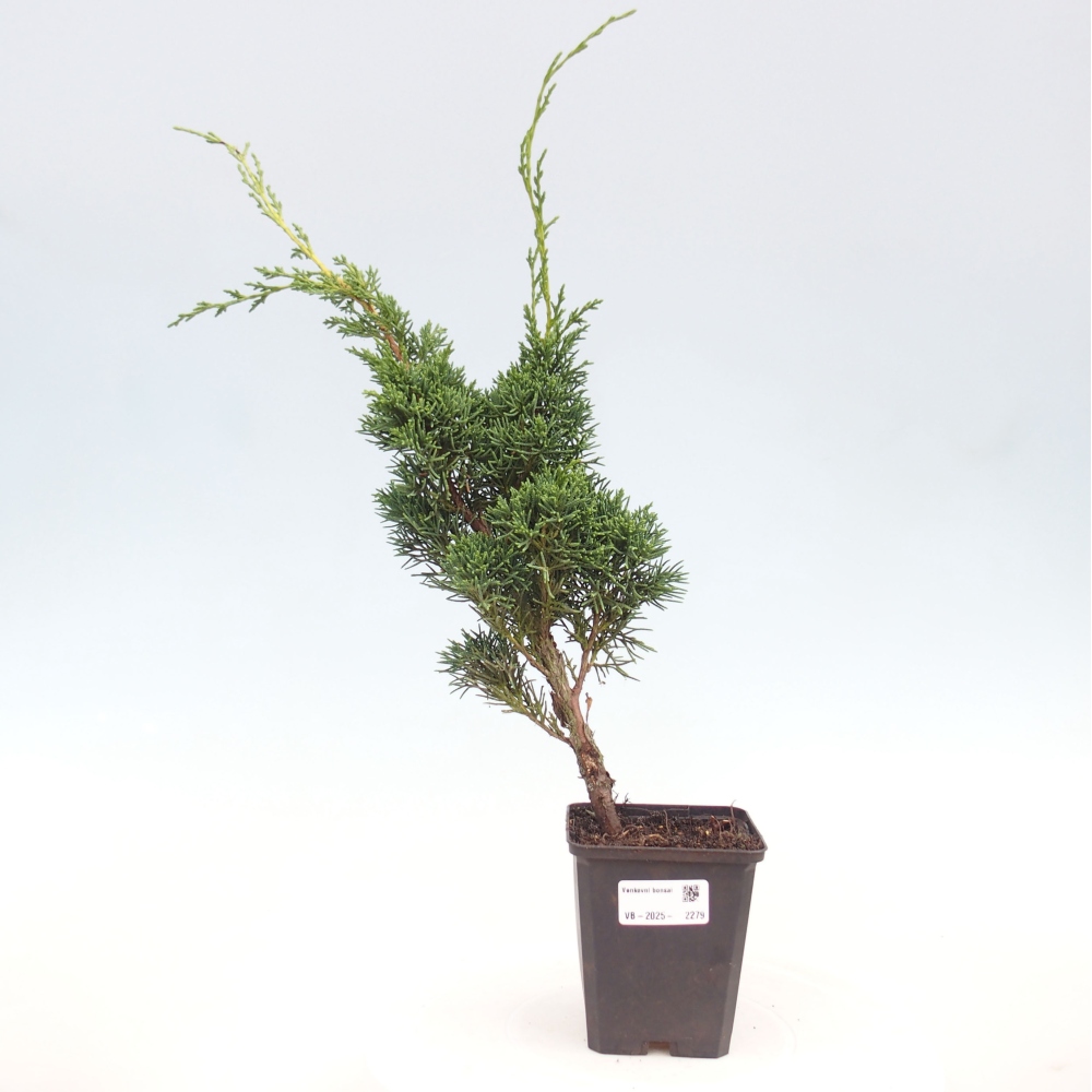 Vonkajšie bonsai - Juniperus chinensis Kishu -Jalovec čínsky