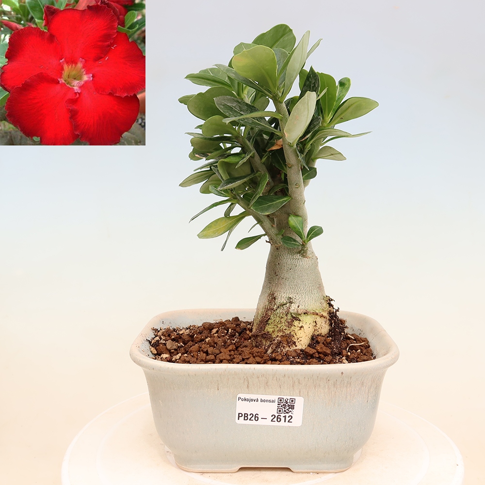 Izba bonsai – Adenium obesum Red Star – Púštna ruža