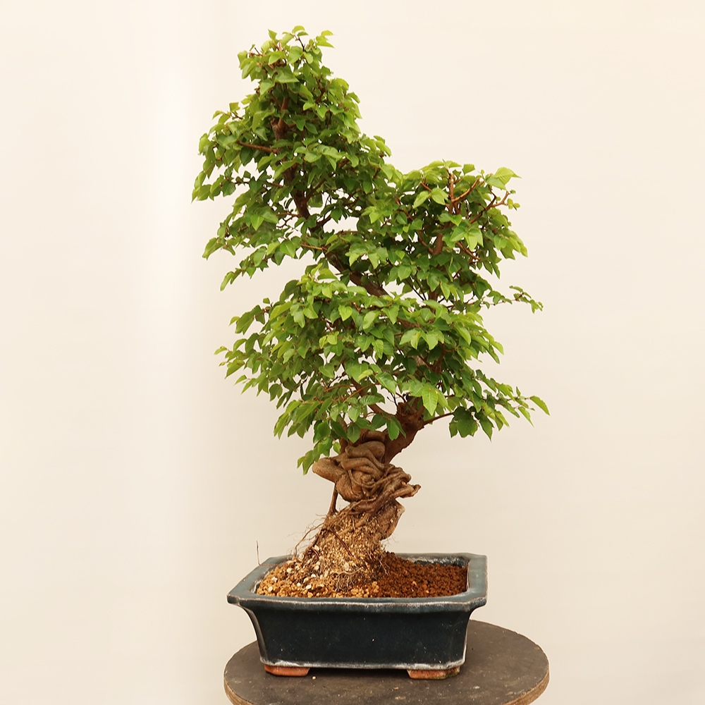 Vonkajší bonsai -Carpinus Coreana - Hrab kórejský