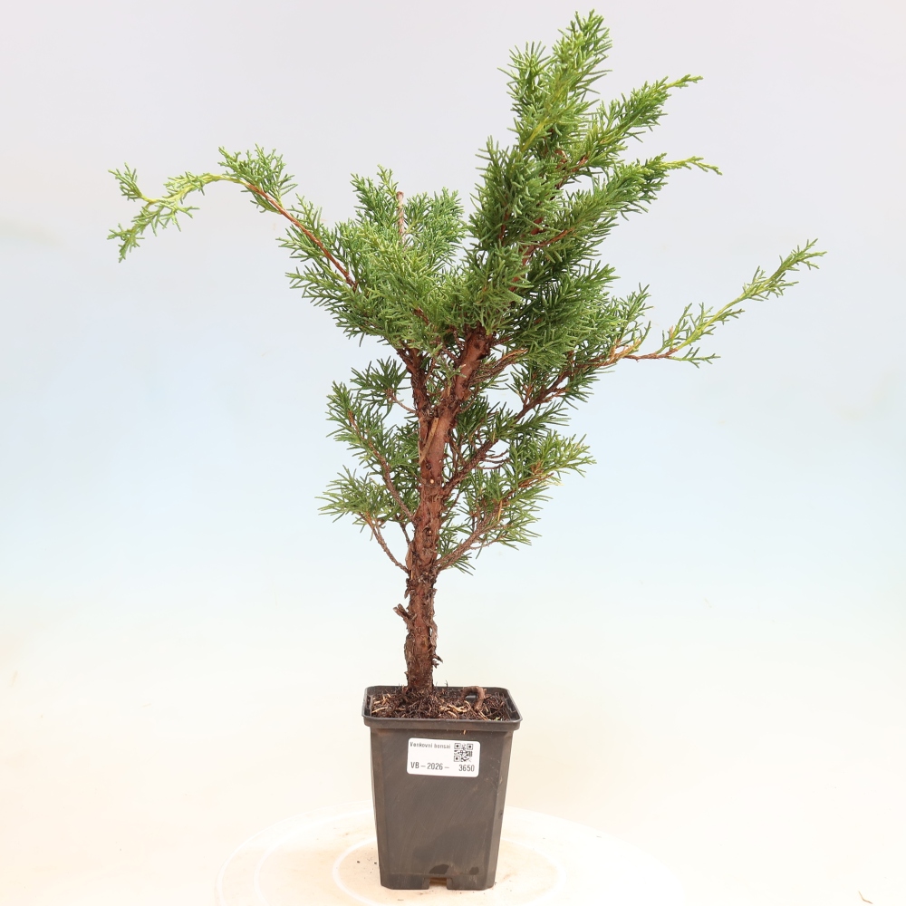 Vonkajší bonsaj - Juniperus chinensis Kishu