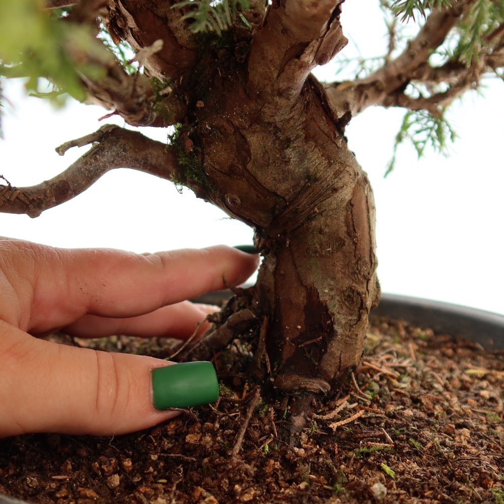 Vonkajší bonsai – Juniperus chinensis Itoigawa – čínsky jalovec