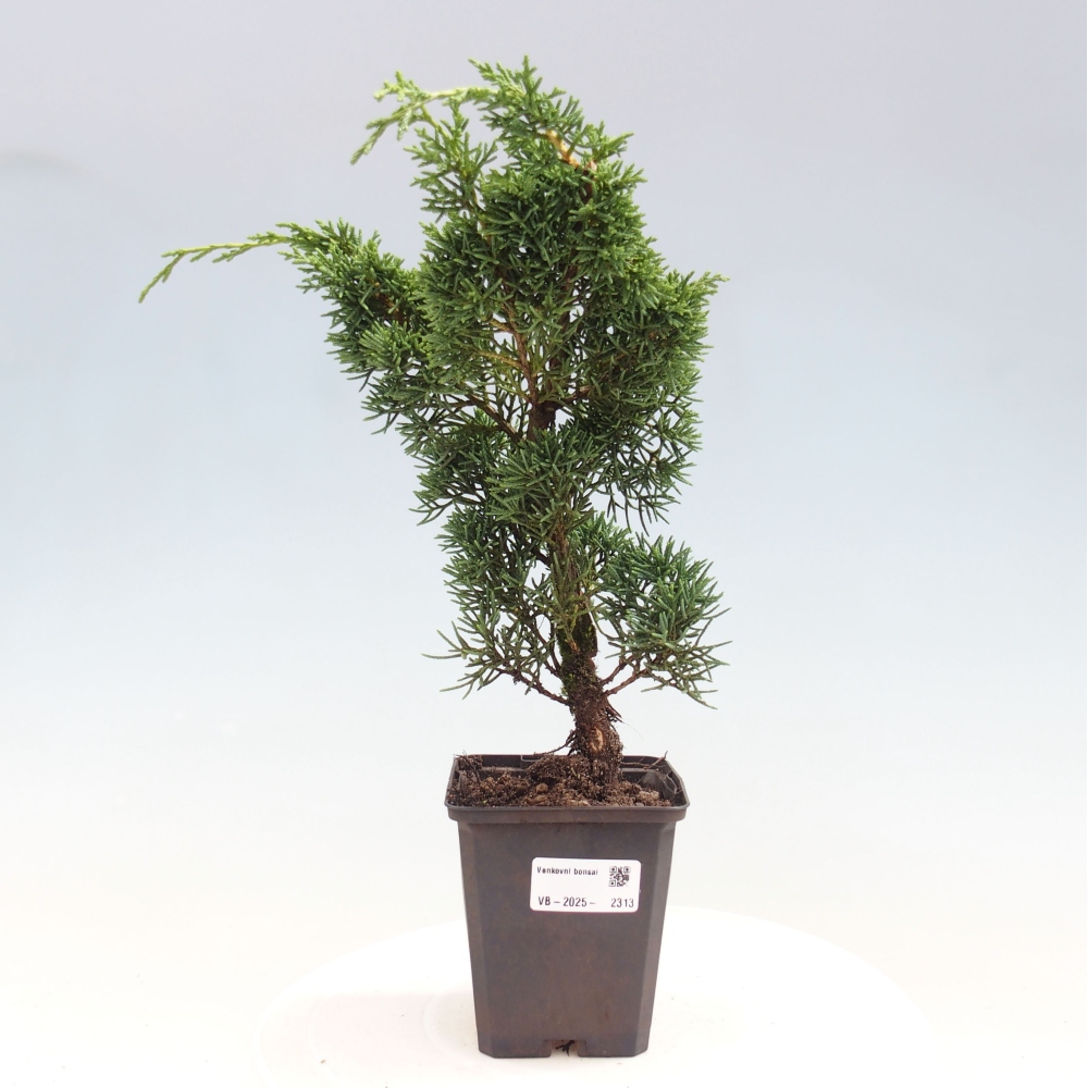 Vonkajšie bonsai - Juniperus chinensis Kishu -Jalovec čínsky
