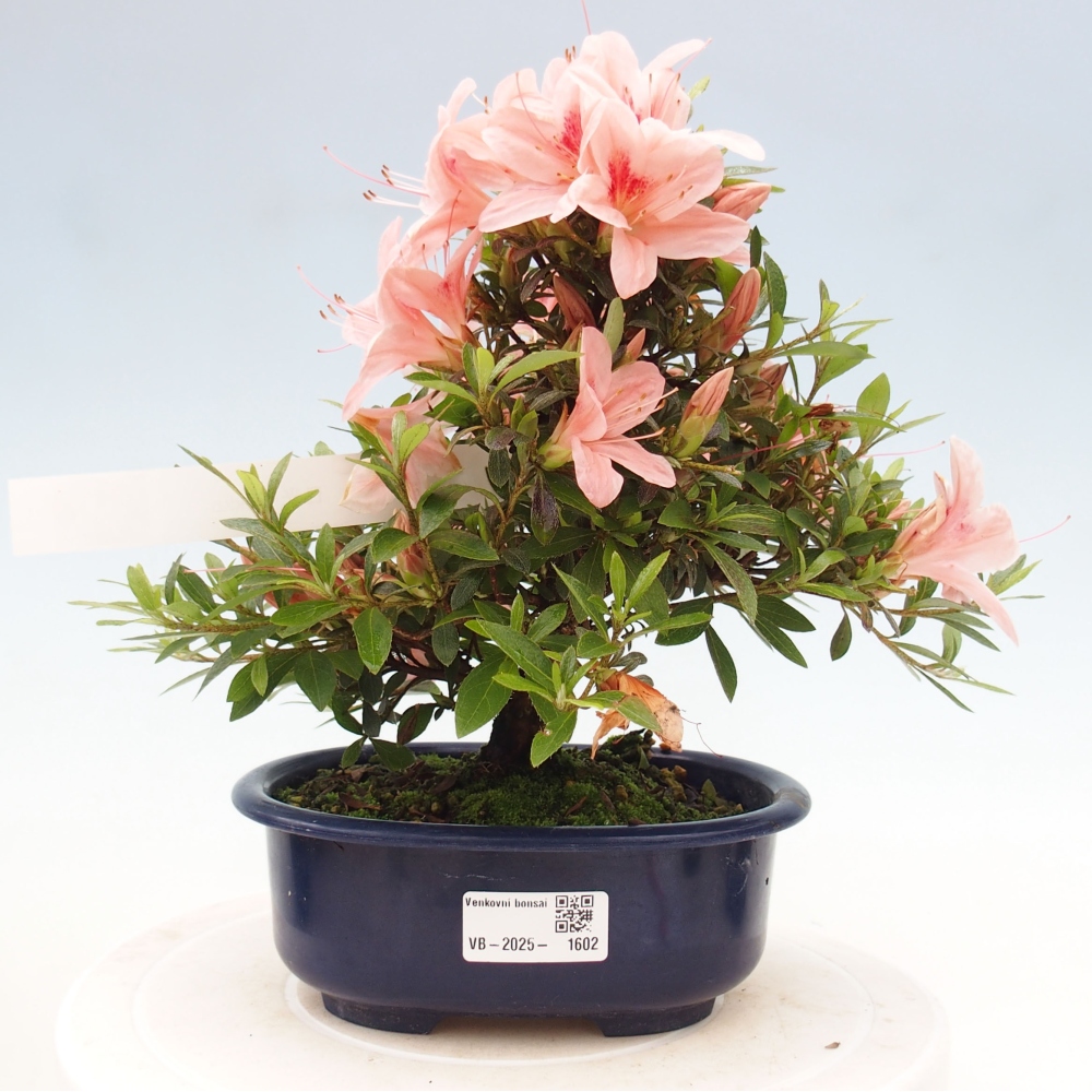 Vonkajší bonsai - Japonská azalka -  Azalea Nikko