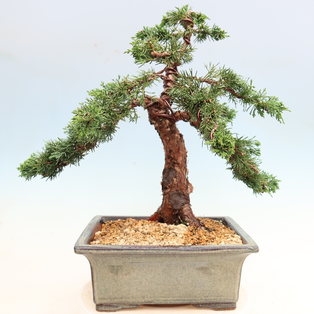 Vonkajší bonsaj - Juniperus chinensis Kishu
