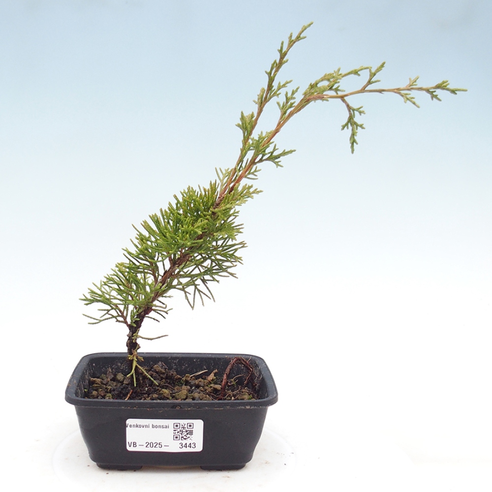 Vonkajší bonsaj - Juniperus chinensis Itoigawa